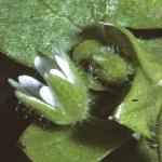 pcommonflobudochickweed