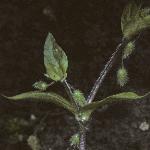 pcommonflo1budcchickweed