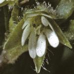 pcommonflo2chickweed