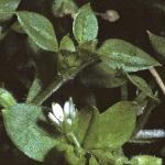 pcommonfol1chickweed