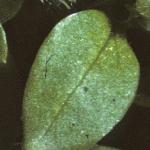 pcommonfol2chickweed