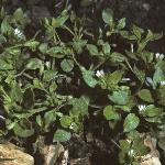 pcommonfor1chickweed