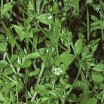 pcommonfor2chickweed