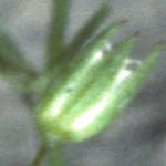 pfineflobudoleavedsandwort