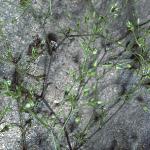 pfineforleavedsandwort