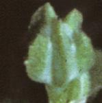 pfourfloleavedallseed