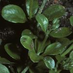 pfourfol1leavedallseed