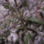 pknottedfol3pearlwort