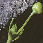 pmossyflo1budcpearlwort