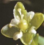 pmossyflo1pearlwort