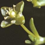 pmossyflo2juvpearlwort