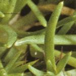 pmossyfol2pearlwort