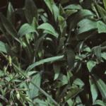 pnottinghamfol1catchfly