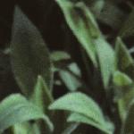 pnottinghamfol2catchfly