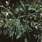 pnottinghamfor1catchfly