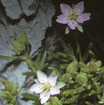 psandflosspurrey