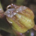 pscottishflo1budcsandwort