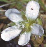 pscottishflo1sandwort