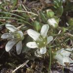 pscottishflossandwort