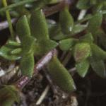 pscottishfol1sandwort