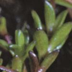 pscottishfol2sandwort