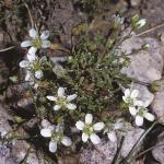 pscottishfor1sandwort