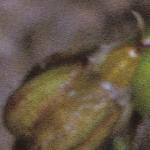 pscottishfru1sandwort