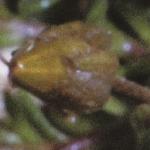 pscottishfru2sandwort