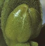 pseaflobudcsandwort