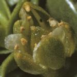 pseaflobudosandwort