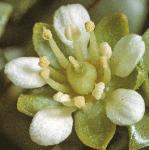 pseaflo1sandwort