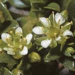 pseaflossandwort
