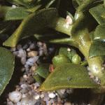 pseafol1sandwort