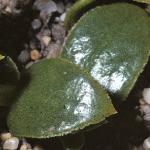 pseafol2sandwort
