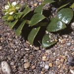 pseafor1sandwort