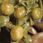pseafrussandwort