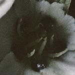 pspringfrussandwort