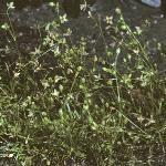 pannualfor2pearlwort
