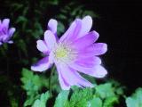 aPICT00380indexanemoneblanda21468foord