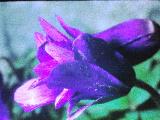 aPICT00386indexanemoneblanda18470foord