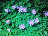aPICT00396indexanemoneblandamay68foord