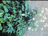 aPICT00398indexanemonejaponicajapaneseanemonesaug84foord