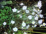 aPICT00415indexanemonehupehensisjapaneseanemoneoct78foord