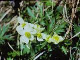 aPICT00416indexanemonenarcissiflorainliechensteinon12571foord