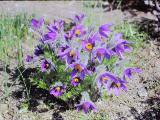 aPICT00468indexanemonepulsatillapasqueflowerapr80foord