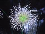 aPICT00472indexanemonepulsatillamay69foord