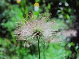 aPICT00473indexanemonepulsatillaseedheadmay85foord