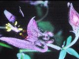 aPICT00507indexaquilegiaatrata17571inliechensteinfoord