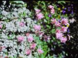 aPICT00531indexaquilegiavulgarisjun86foord