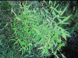 aPICT00603indexarundinariaspathifloraoct77foord